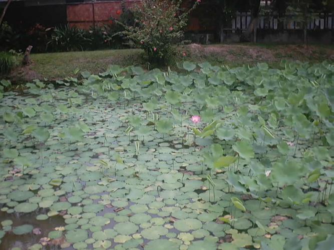 Waterlilies 4